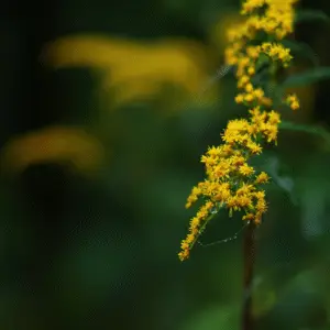 Yellow goldenrod