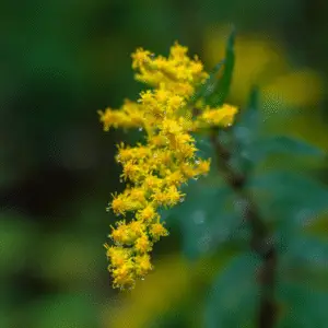 Yellow goldenrod
