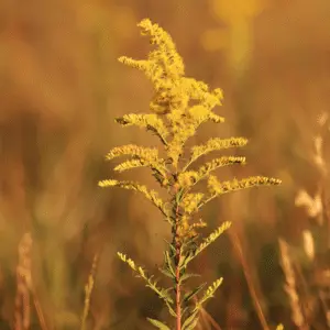 Yellow goldenrod