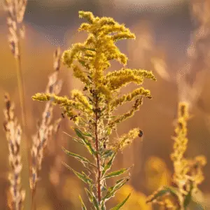 Yellow goldenrod