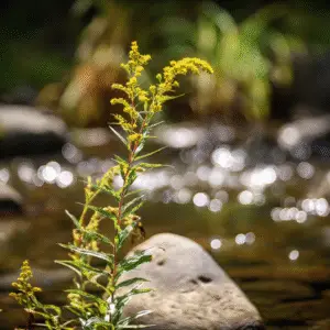 Yellow goldenrod