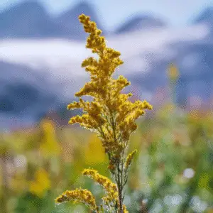 Yellow goldenrod