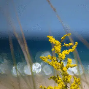 Yellow goldenrod