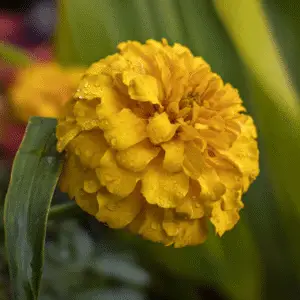Yellow marigold flower
