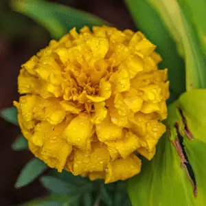 Yellow marigold flower