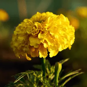 Yellow marigold flower