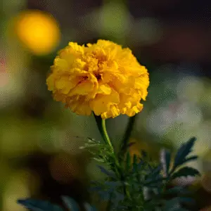 Marigold