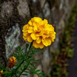 Yellow marigold flower