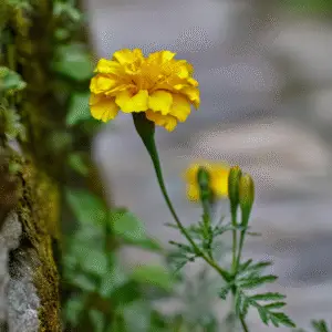 Marigold