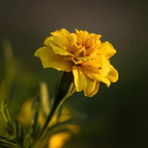 Yellow marigold flower