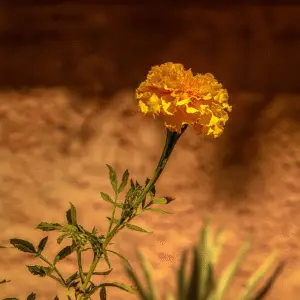 Marigold