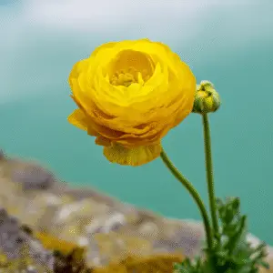 Yellow ranunculus flower