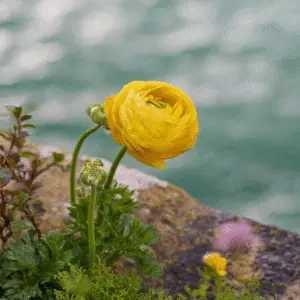 Ranunculus
