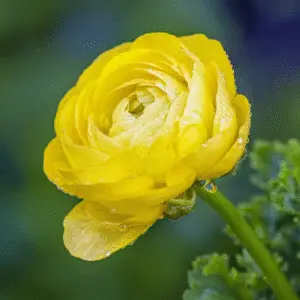 Ranunculus