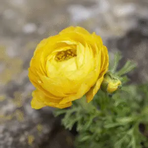 Yellow ranunculus flower