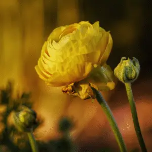 Yellow ranunculus flower