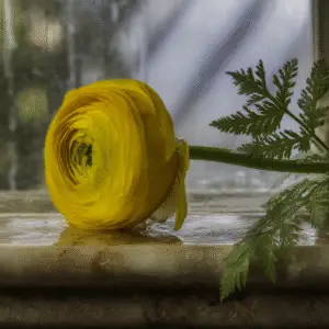 Yellow ranunculus flower