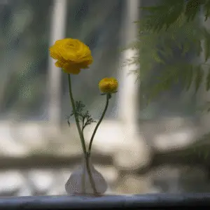 Yellow ranunculus flower