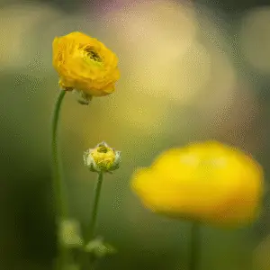 Ranunculus