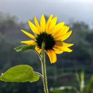 Bright yellow sunflower against soft background