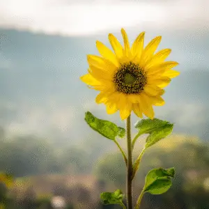 Bright sunflower against a blurred background