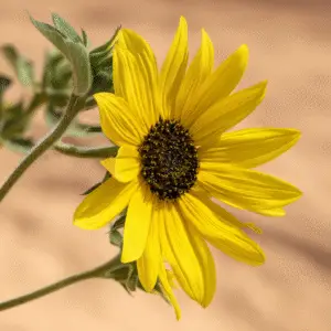 Bright yellow sunflower with dark center