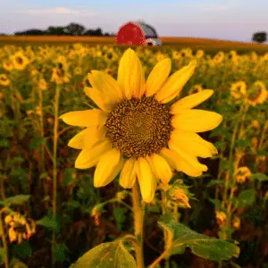 Single sunflower in vibrant field