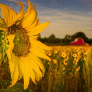 Vibrant sunflower in golden field
