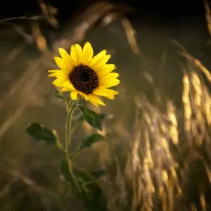 Bright sunflower in golden grass