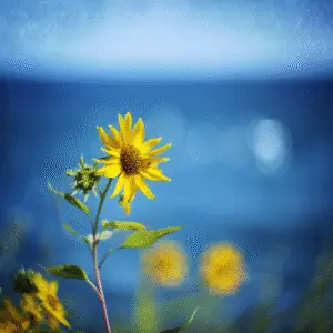 Bright sunflower against blue background
