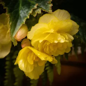 Yellow tuberous begonia (1)