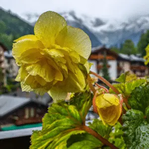 Yellow tuberous begonia (1)