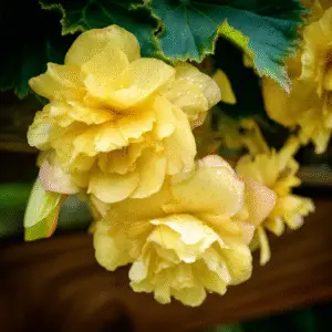 Yellow tuberous begonia (1)