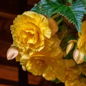 Yellow tuberous begonia (1)
