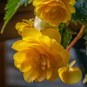Yellow tuberous begonia (1)