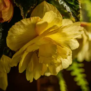 Yellow tuberous begonia (1)
