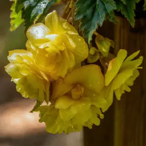 Begonia