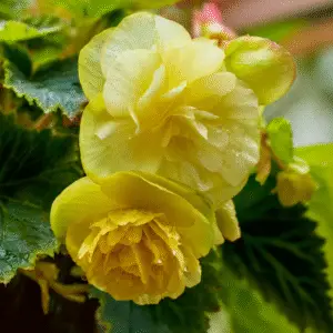 Begonia