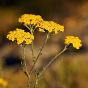 Yellow yarrow Achillea Flower
