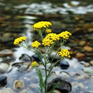 Yarrow