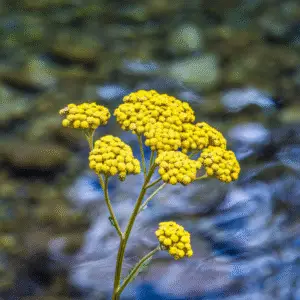 Yellow yarrow Achillea Flower