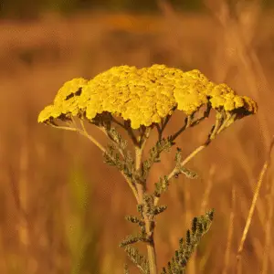 Yellow yarrow Achillea Flower
