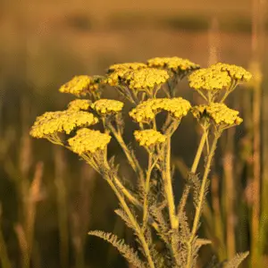 Yarrow