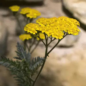 Yellow yarrow Achillea Flower