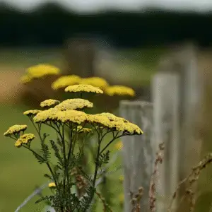 Yellow yarrow Achillea Flower