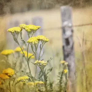 Yellow yarrow Achillea Flower