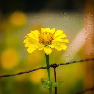 Zinnia