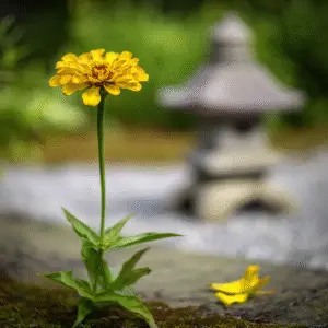 Zinnia