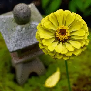 Yellow zinnia flower