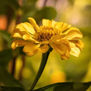 Zinnia